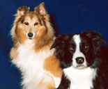 Collie Dogs